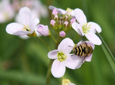 Wiesenschaumkraut-56.jpg